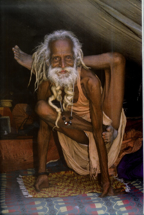 yogi